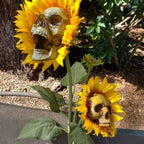 SkullSun™ — Elevate Your Garden With Eerie Elegance for Outdoor Halloween Decor